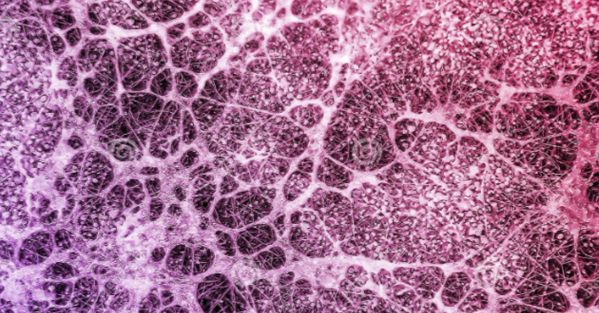 Guide to Selecting Quality Mushroom Supplements